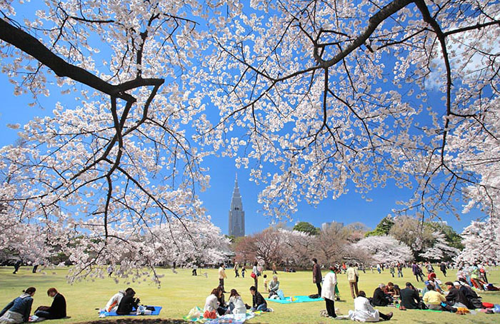 Цветение сакуры в парке Ёёги